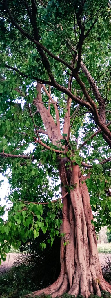 DRtahirhasam's tweet photo. #Nature #Eveclick #Photography #Drtahirhasam https://t.co/EkiyHwo7v9