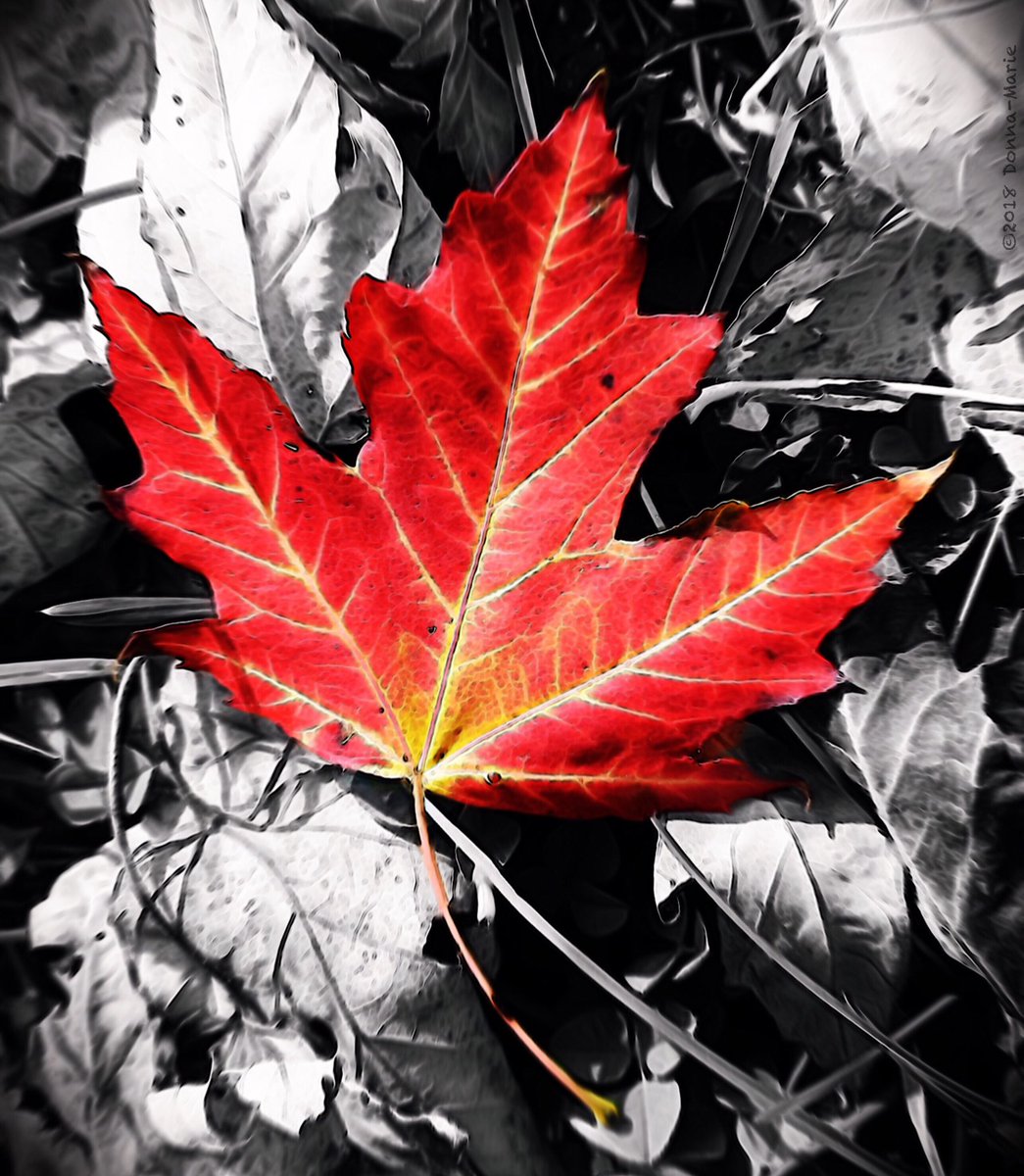 HAPPY CANADA DAY! The celebrations might be a bit different this year, but we wish all Canadians far and wide a safe and fun #CanadaDay from the KNUDSEN Team.