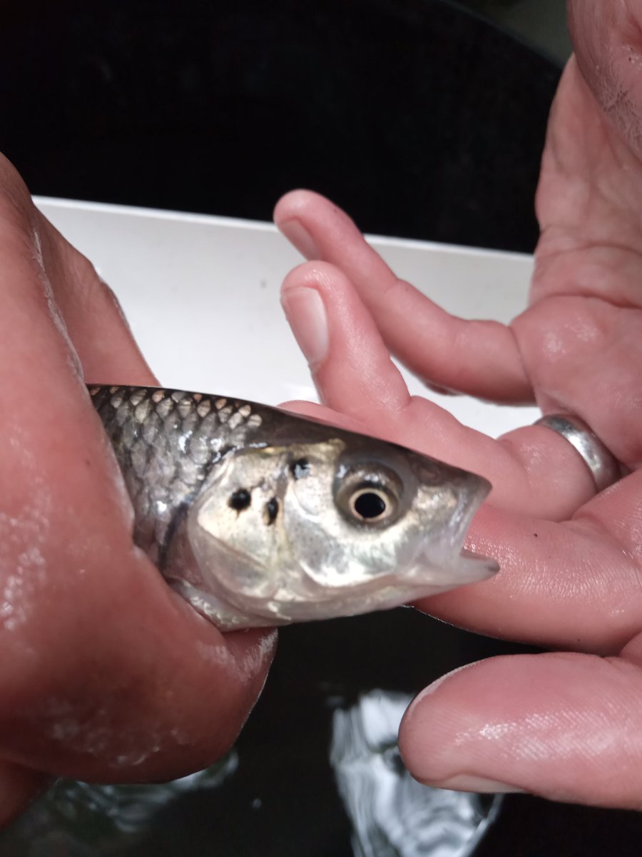 Dr Catie Gutmann Robert tweet media