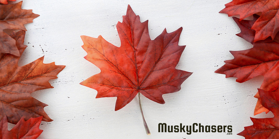 MuskyChasers's tweet photo. Happy #CanadaDay to all the Canadian #MuskyChasers out there! (and everyone else too :)

 #Canada #iamcanadian #WeTheNorth https://t.co/yOXTNIQYuc