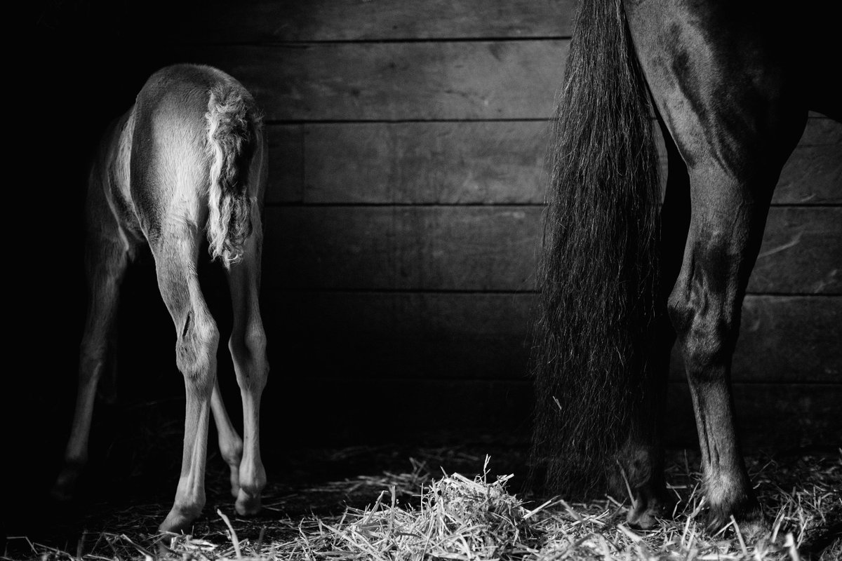 Art under $199. - mailchi.mp/traceybuyce/ho…