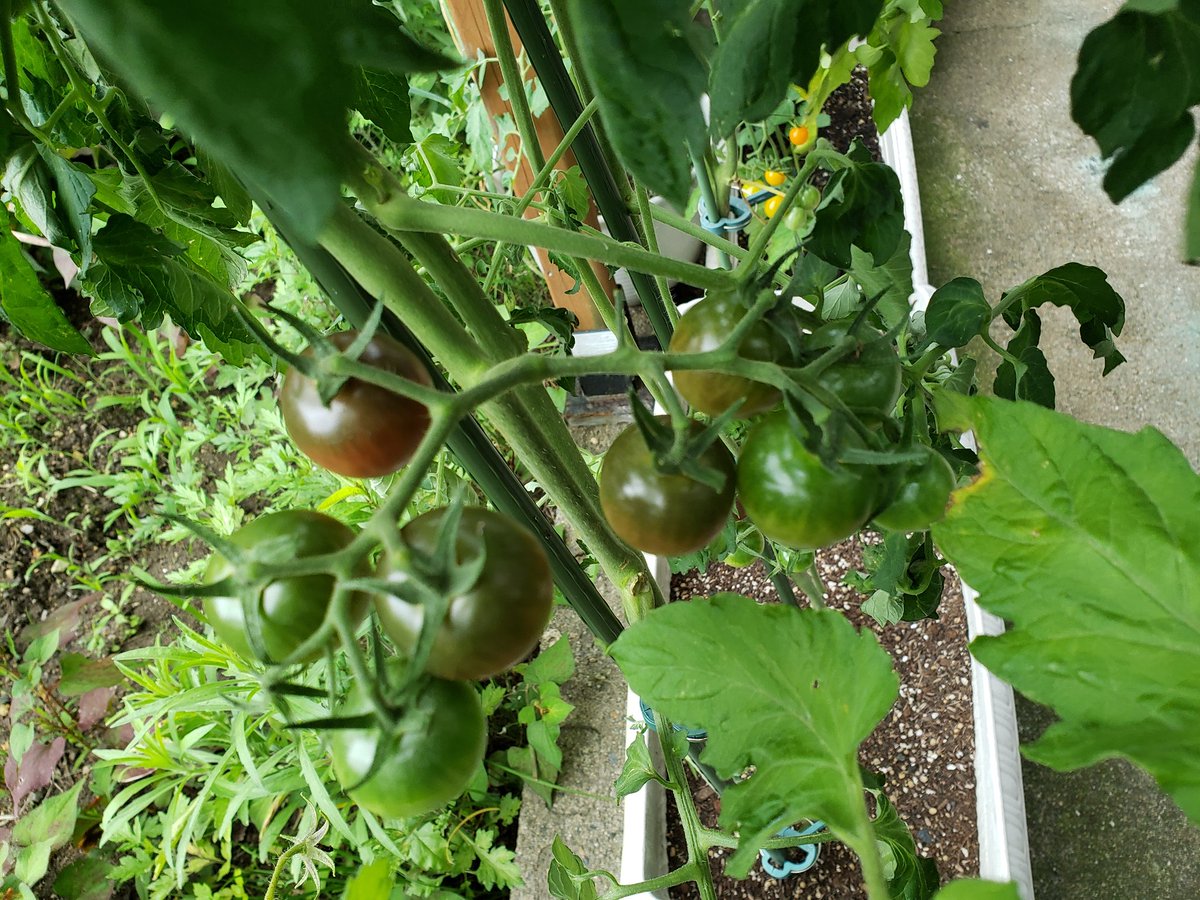 ちぃ ミニトマトどんどん色付いてきてます 今日雨降ると思って昨日水やりしなかったらトマト達クタクタでした 今日は水やりしました 家庭菜園 ミニトマト 雨降る 水やり
