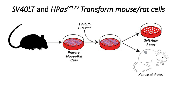 Crucially in this paper the authors used a soft agar assay to show that NMR cells are resistant to transformation by SV40LT and HRAS(G12V) which are enough to transform mouse/rat cells.