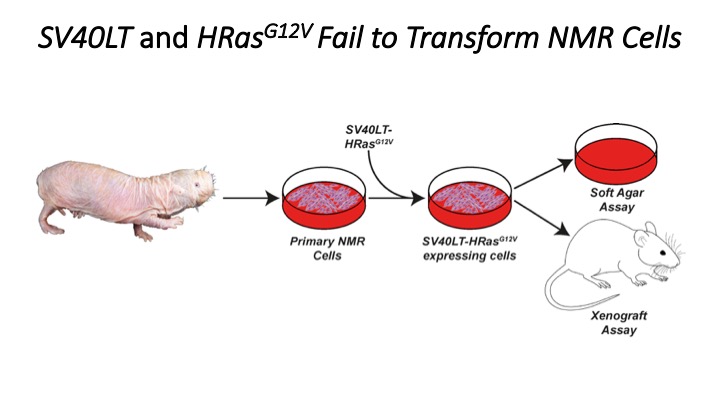 Crucially in this paper the authors used a soft agar assay to show that NMR cells are resistant to transformation by SV40LT and HRAS(G12V) which are enough to transform mouse/rat cells.