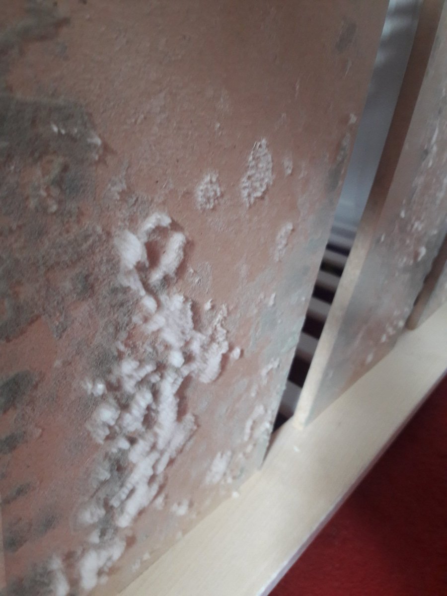 @HousingPlusGrp @SSHA_tweets @GavinWilliamson Hi having a horrendous experiance living in this dwelling.
Were cleaning on a daily basis to combat the mold growth.
Just found this under babys cot and it was disinfected 2 weeks ago.
#healthandsafety