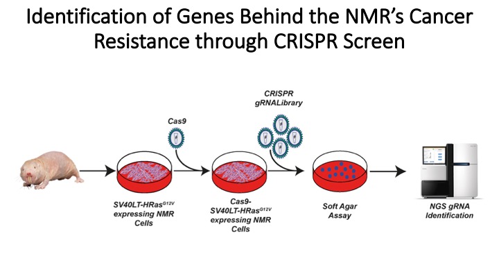 We saw this and thought why not make a NMR whole genome sgRNA library to perform a soft agar screen and identify the genes responsible for tumour resistance is a systemic way.