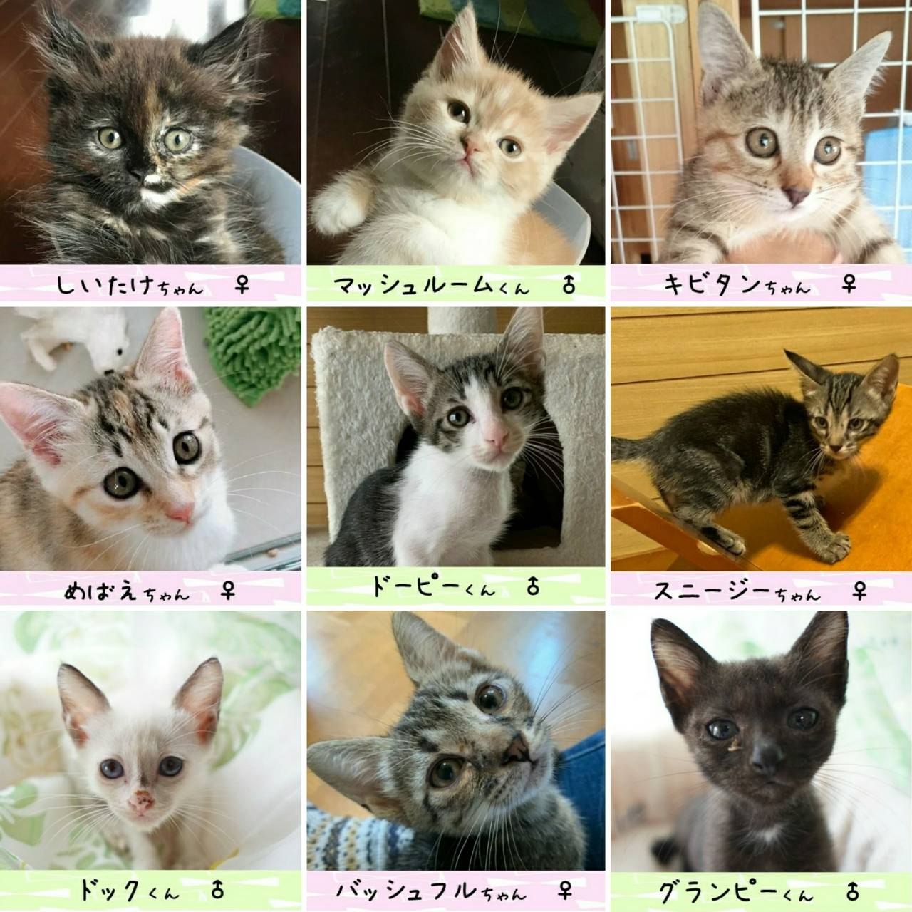 Kurara Twitter