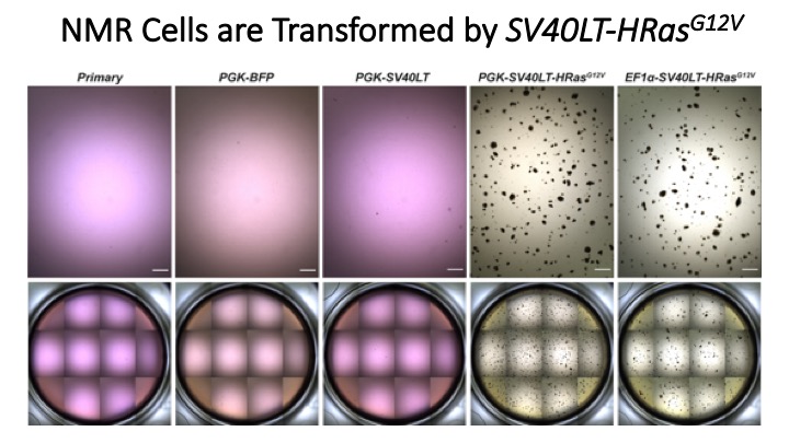 Fazal ( @nude_mole_rat) made his first cell lines and used them to practice soft agar assays. To our surprise and contrary to previous data by Tian et al NMR cells expressing SV40LT and HRAS(G12V) formed robust colonies in soft agar.