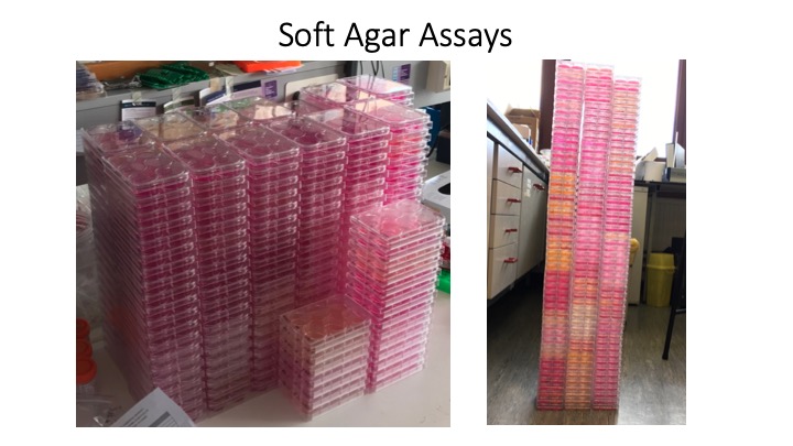 ... he swapped promoters, titrated the lentivirus, linearised the vectors to avoid any viral integration, tried cells from multiple tissues and NMRs. In total he made more than 100 cell lines from 11 NMRs and captured + quantified ~87,000 images!...still the same results.