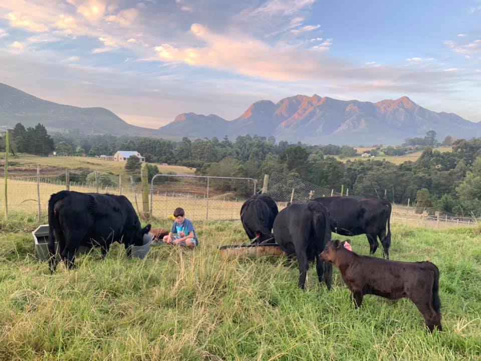 MolatekSA's tweet photo. Thank you to Mark Wiseman for sharing this photo with us! Mark farms in the Southern Cape and uses Molatek Elite Block, Conditioning Lick and Master 20. 
Thank you for the support, Mark! 
#partnerinperformance #MolatekSA #Master20 #EliteBlock #ConditioningLick https://t.co/RaCLZgDwyX