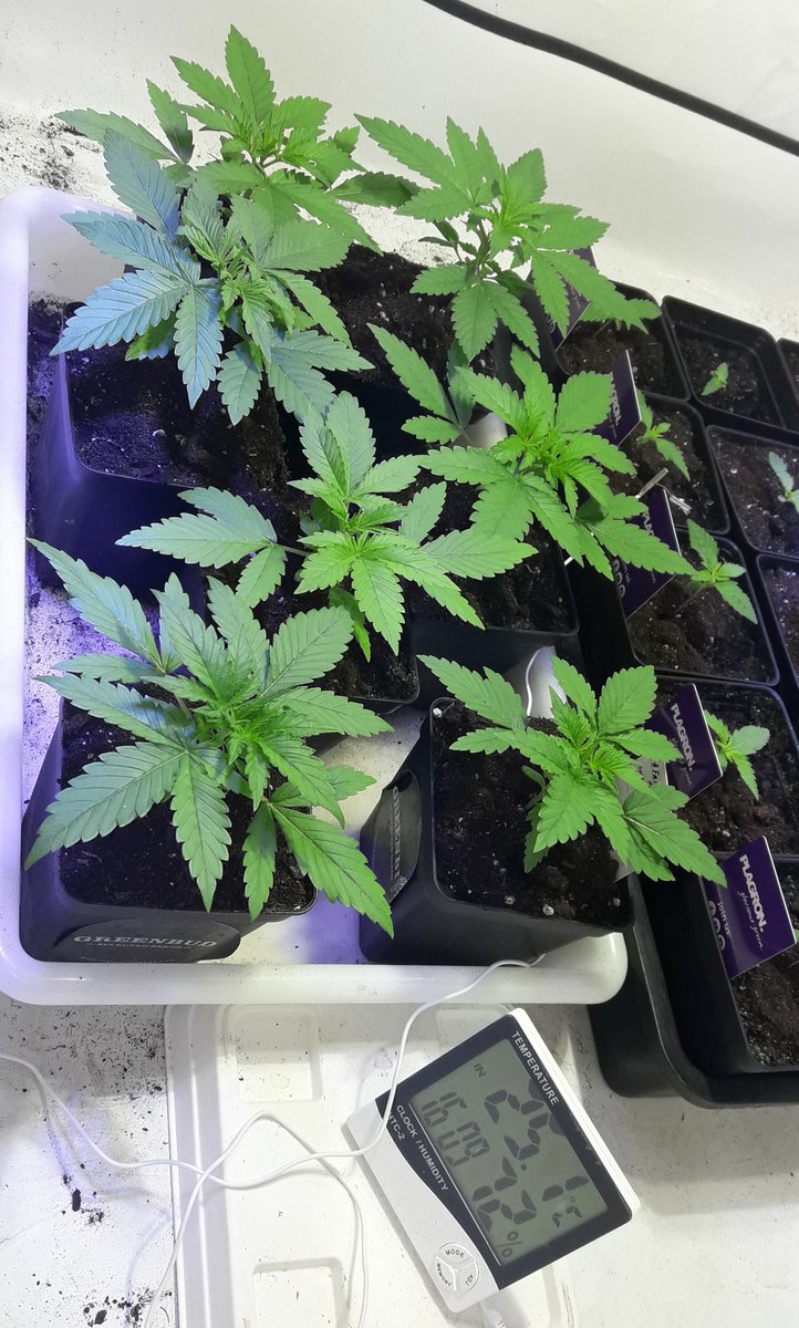 AdrycManellson's tweet photo. Weed Tarde @GreenbudSeeds y Feliz #BigCrew.
Mirad qué Preciosas e Igualitas éstas #FairyWave qué con mi Hada traéis entre manos recién levantadas 😍.
En #Sust #Natural @ProXL_Spain 0.75.ltrs bajo #LEC315Wts #RefBlanca  @LUMiiLighting @HydroGardenLtd 2 #LED25Wts @SpectronLED .🧚‍♂️😎 https://t.co/9S1SevvAWx