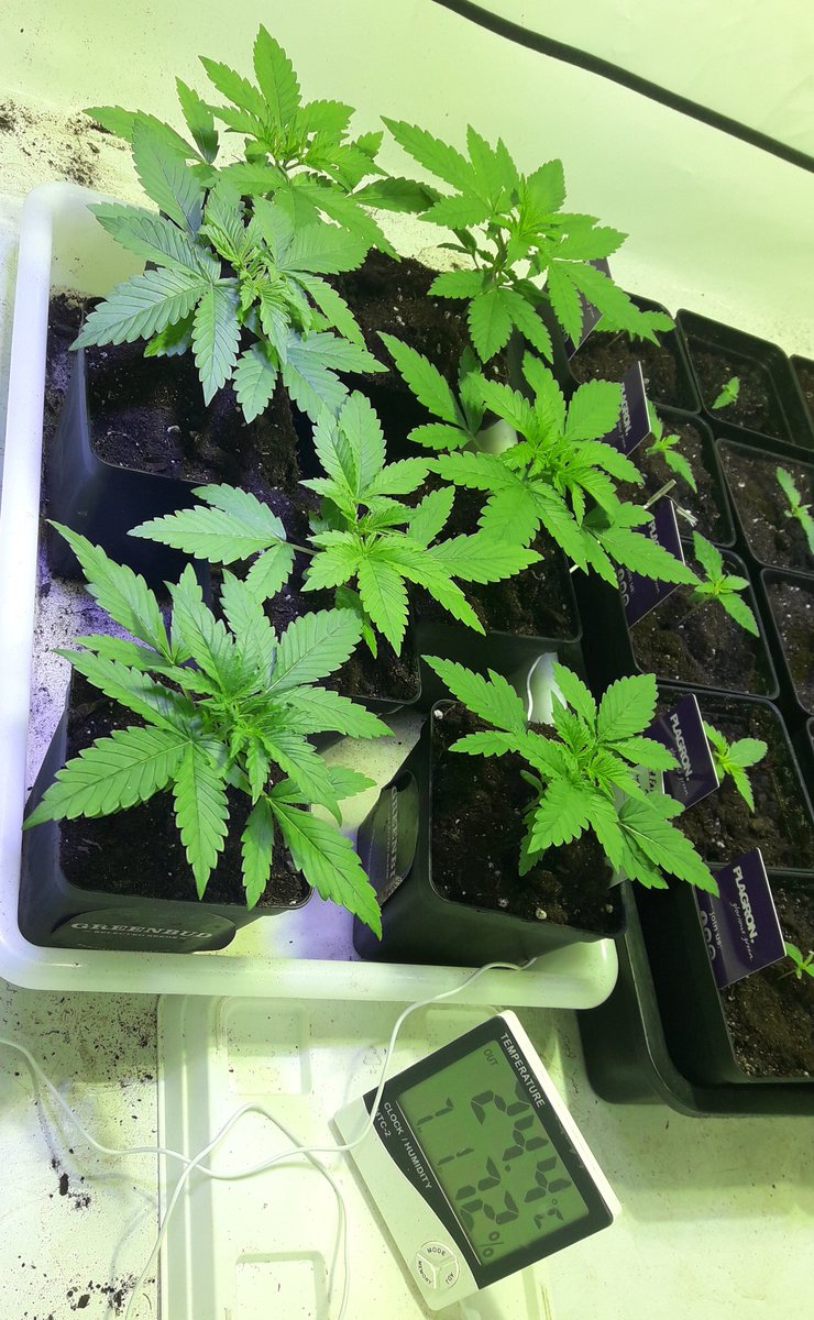 AdrycManellson's tweet photo. Weed Tarde @GreenbudSeeds y Feliz #BigCrew.
Mirad qué Preciosas e Igualitas éstas #FairyWave qué con mi Hada traéis entre manos recién levantadas 😍.
En #Sust #Natural @ProXL_Spain 0.75.ltrs bajo #LEC315Wts #RefBlanca  @LUMiiLighting @HydroGardenLtd 2 #LED25Wts @SpectronLED .🧚‍♂️😎 https://t.co/9S1SevvAWx