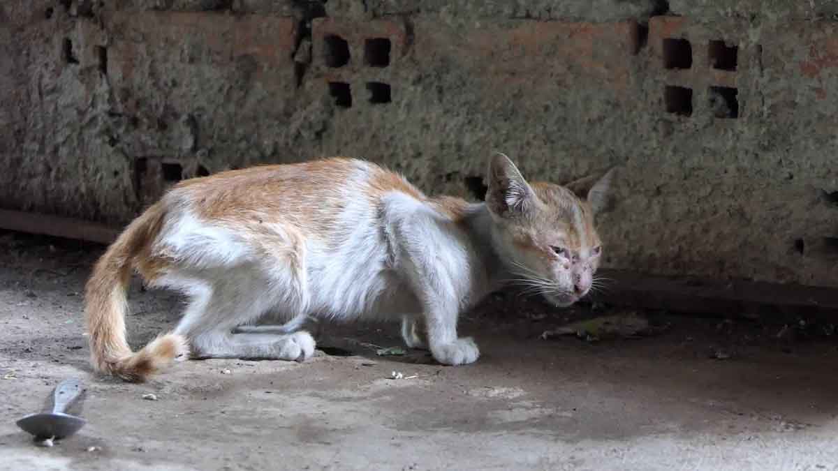 Самый худой кот. Худая кошка. Очень худые коты. Очень худые коты. Худой котенок.