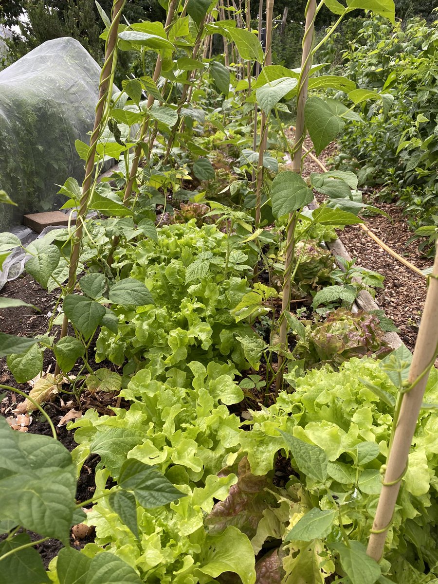 French beans, runner beans and Lettice  all very happy growing together! 👍