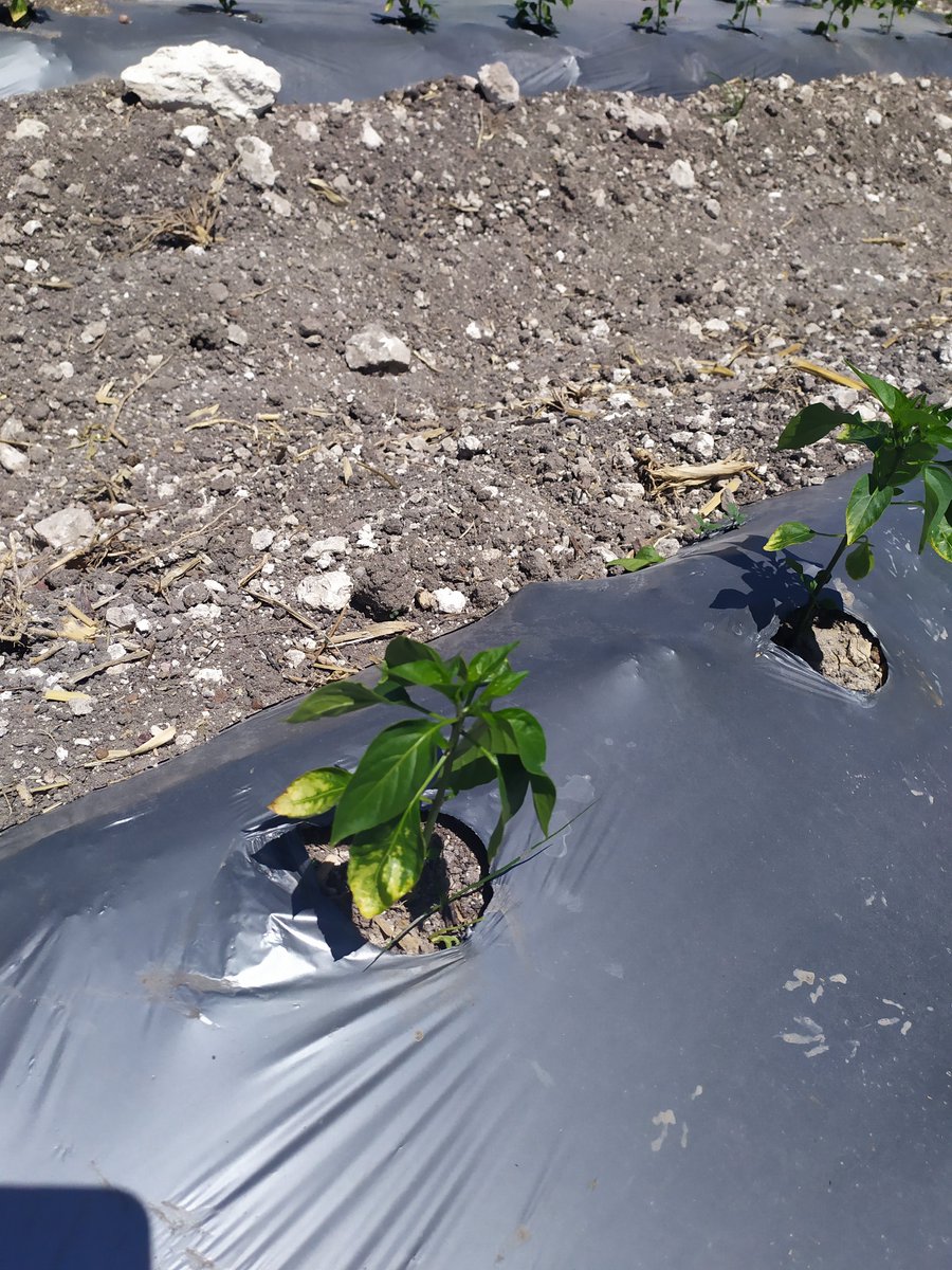 FagroMx's tweet photo. Tratamiento a deficiencia de nutrientes con Kelatop FeZn en cultivo de #chile.
Cómpralo en línea aquí ➜ https://t.co/GCwVgp7LZv https://t.co/NQXi5d1yxi