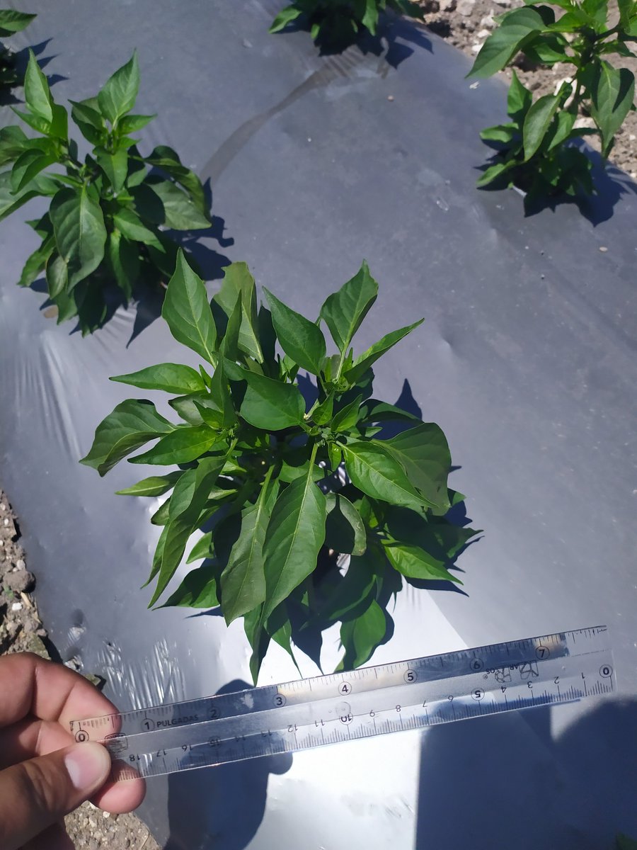 FagroMx's tweet photo. Tratamiento a deficiencia de nutrientes con Kelatop FeZn en cultivo de #chile.
Cómpralo en línea aquí ➜ https://t.co/GCwVgp7LZv https://t.co/NQXi5d1yxi