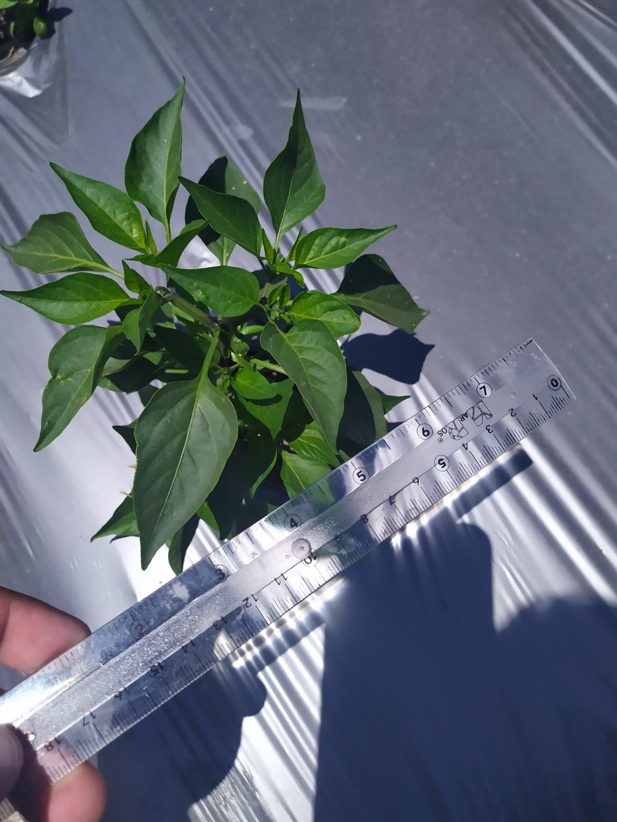 FagroMx's tweet photo. Tratamiento a deficiencia de nutrientes con Kelatop FeZn en cultivo de #chile.
Cómpralo en línea aquí ➜ https://t.co/GCwVgp7LZv https://t.co/NQXi5d1yxi