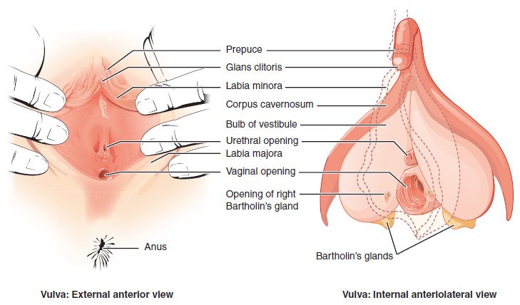1/14 #tweetorial for  @Uro_Stream incoming!Let’s get things started with a question: What has 2 corpora cavernosa, a glans, and a prepuce? Where did your mind automatically go? Penis? NOT TODAY! TODAY we are turning our attention to the great and glorious CLITORIS!