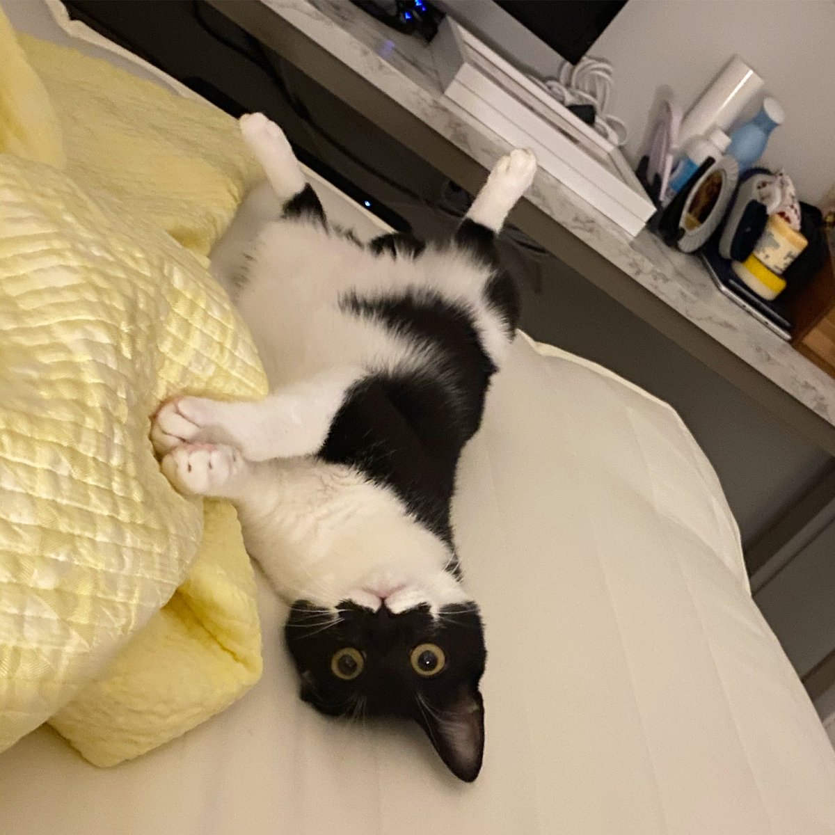 효녀가수 tweet media