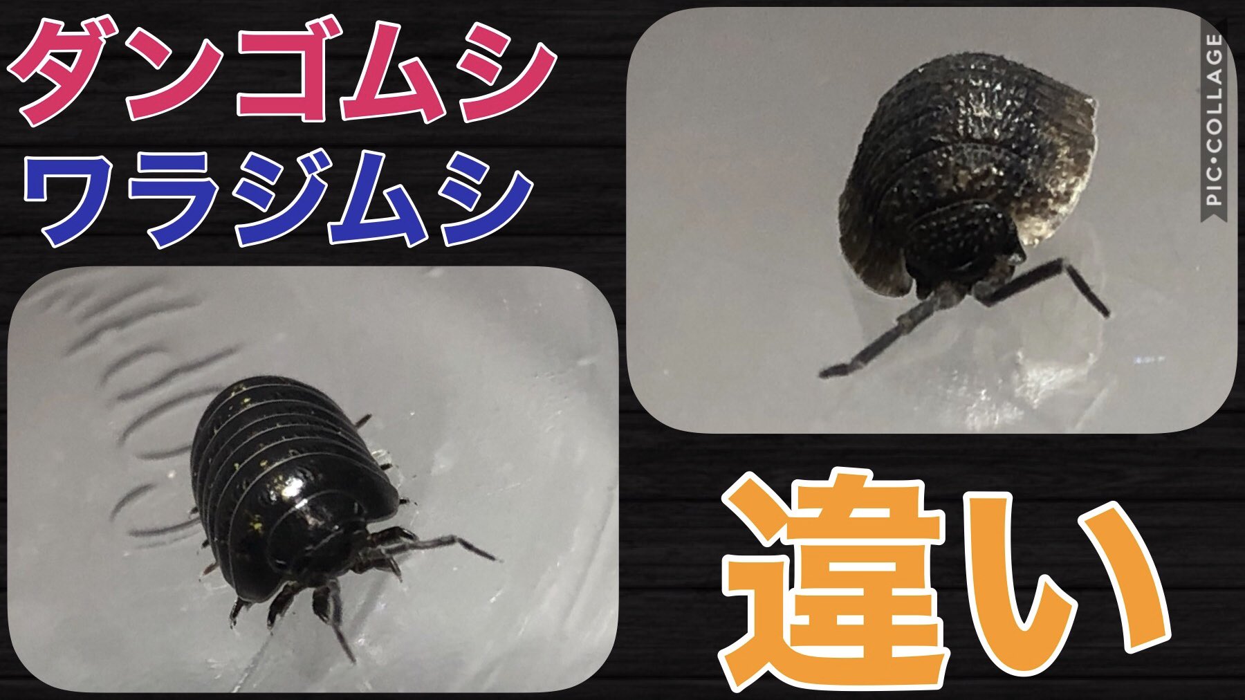 竹内 ゆうと サルでもわかるダンゴムシとワラジムシの違い T Co 1d6ya70yvi 生物 生物観察 ダンゴムシ ワラジムシ Youtube むしもどきch T Co Tf1gwt3utf Twitter