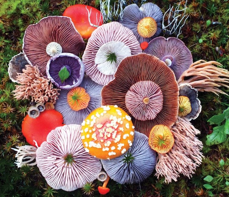 twfarmersmarket's tweet image. Photographer Captures Mushrooms in Beautiful Arrangements
buff.ly/2qRXgIw #TWFarmersMarket #Saturdays8tonoon #EatshopLiveLocal