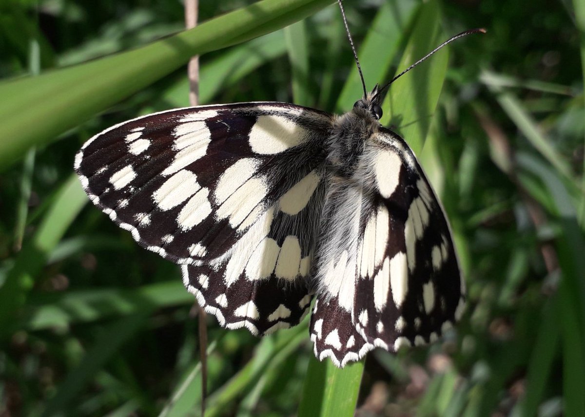 EECOSLtd's tweet photo. It has been quite some time since we have seen a Marbled White butterfly. What an excellent spot! https://t.co/Tsk9NKPVyG