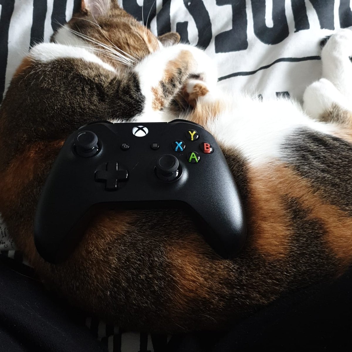 MissKaPoww's tweet photo. Cant do anything without her being asleep near me... meet Luna, the controller holder 😂 https://t.co/ZvNaRBFasA