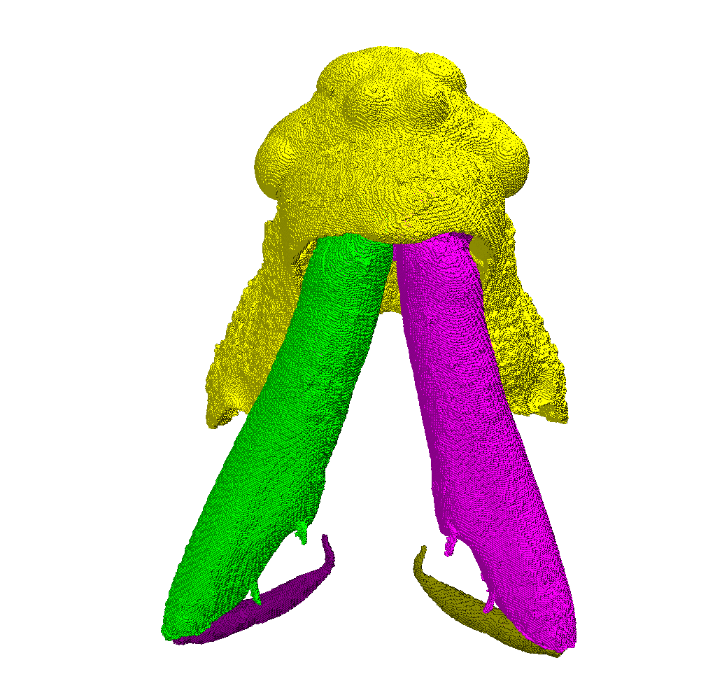 BobKallal's tweet image. With the spider meeting having come and gone, its back to processing scans. Here&apos;s a weird one, but likely readily identifiable. #spider #morphometrics