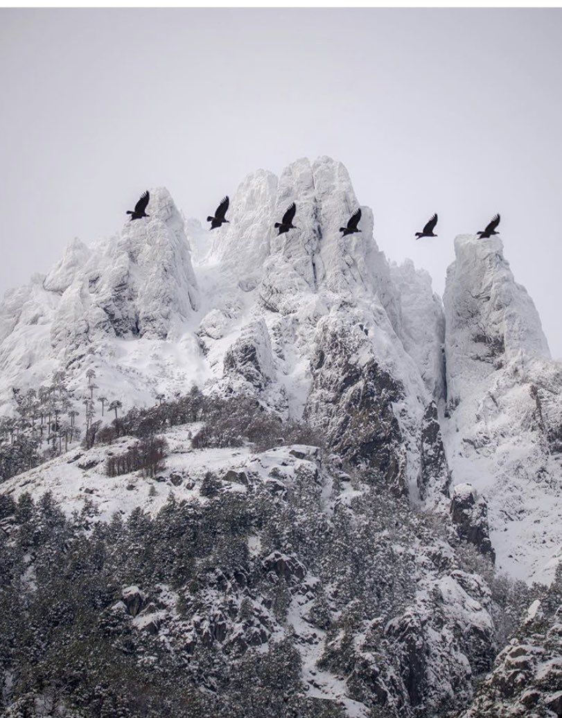 Cityplan_Chile's tweet image. 6 fotografías del mismo cóndor en su vuelo 🙌 @horadelaluz Curarrehue 🇨🇱
#chile #curarrehue #paisajeschile