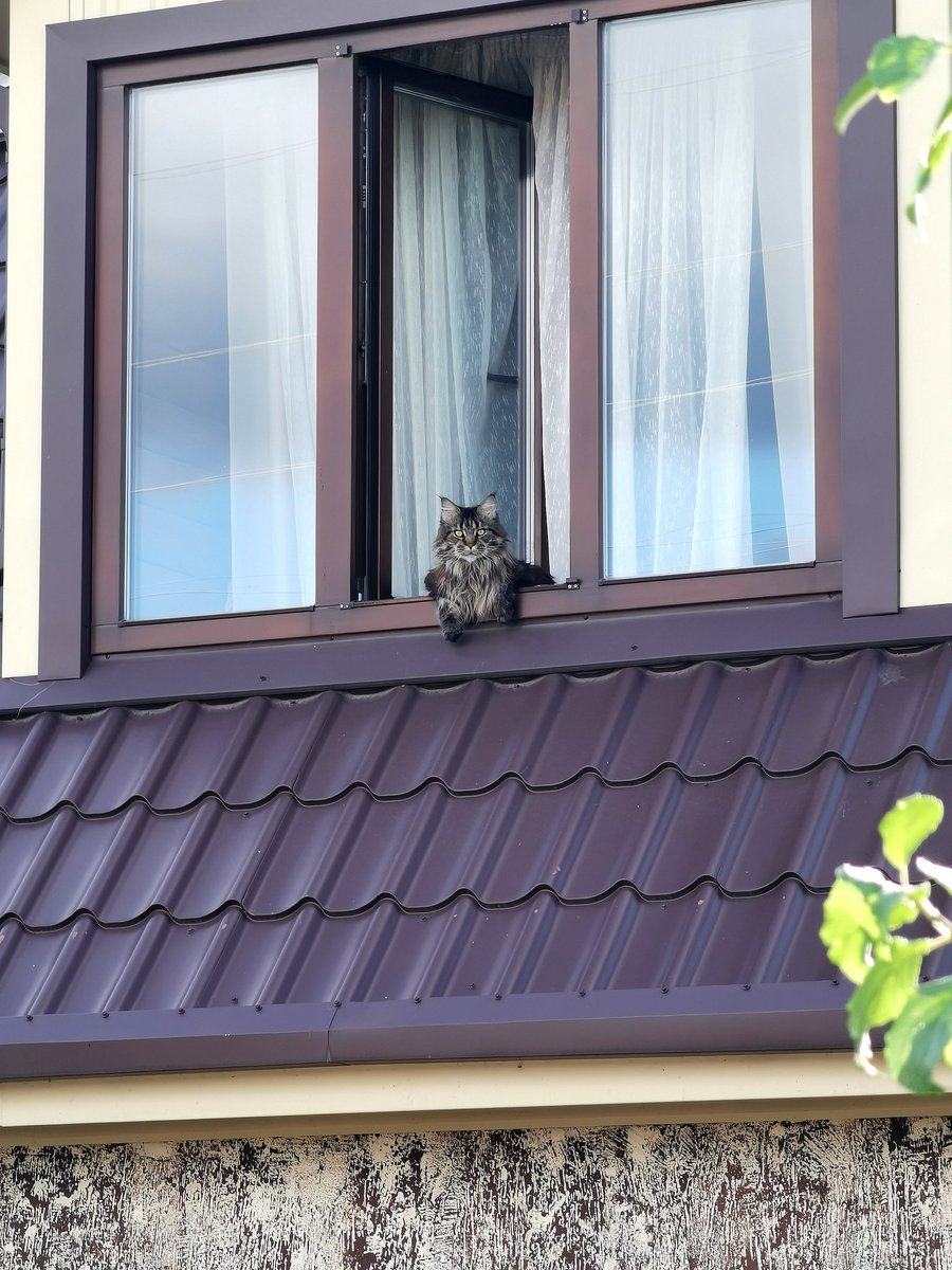 Какой красавец по соседству