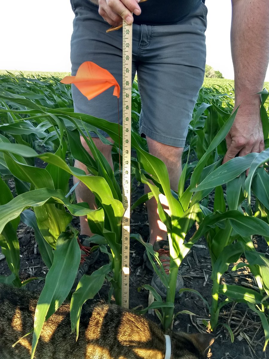 ScottAnderson41's tweet photo. How fast did the corn grow in the month of June?  My wife took these pictures on every Tuesday during the month to keep track. 1/2 https://t.co/uAFjmAtmY9