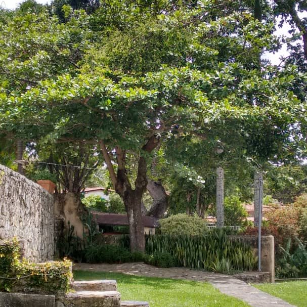 trinidadcultura's tweet photo. El almendro malabar, almendro tropical, conocido como #almendron (Terminalia catappa) es un #árbol ornamental de gran porte, crece hasta 35 mts. Se cultiva en las zonas tropicales debido su sombra. El fruto tiene una semilla comestible, de sabor y textura parecida a una almendra. https://t.co/pwdU0Nqema