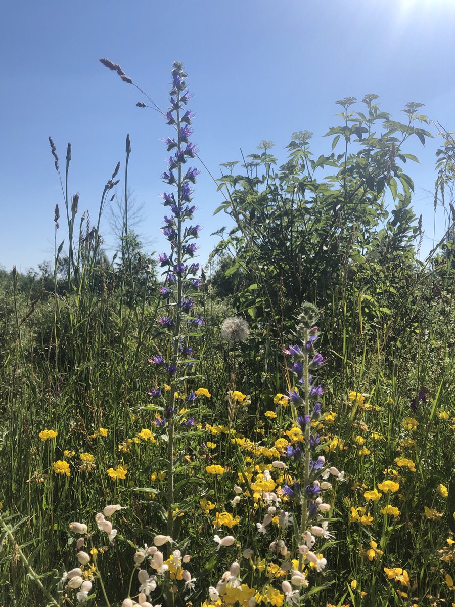 LaguitoGal's tweet photo. Beautiful 6k under sunny blue skies this morning ๐
Tom Petty running through my head:
โYou belong among the wildflowers.
You belong somewhere close to me.
Far away from your trouble and worry.
You belong somewhere you feel free.โ
#CountryRunner #TrailTime #wildflowers https://t.co/37RM5NoDOv
