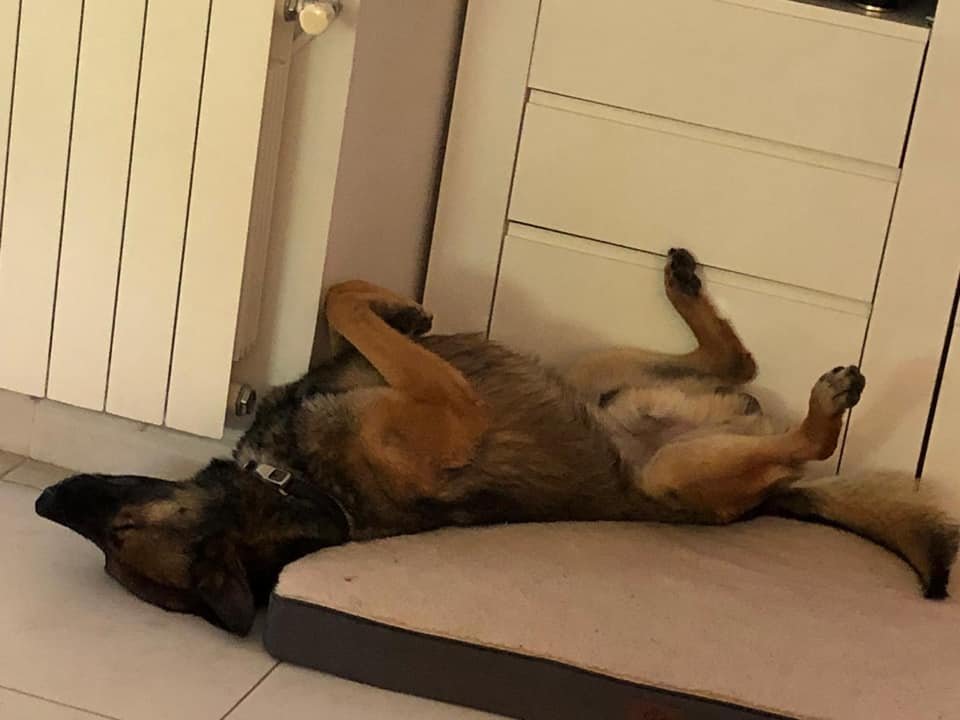 AdoptaK's tweet photo. Gouco y su estresante vida de jubilado😅
#Gouco Guardia Civil https://t.co/6KNdKO9pKS