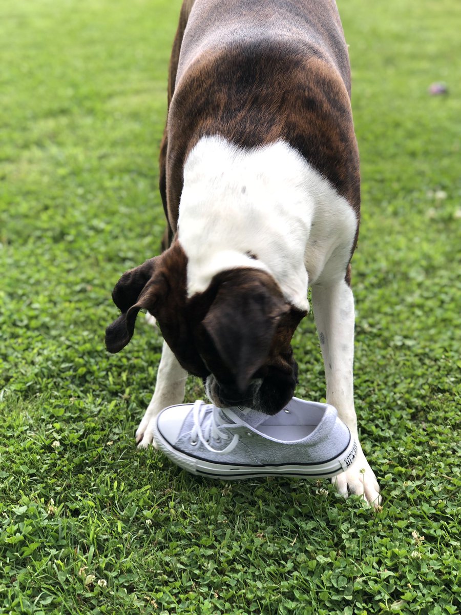 boxersnbriefs2's tweet photo. Shoe thief #Bella
#boxer #boxerpuppy #wednesdaymorning #dogslife #dogsoftwitter #boxerdogs #shoesnatcher https://t.co/kxXxaIiK5h