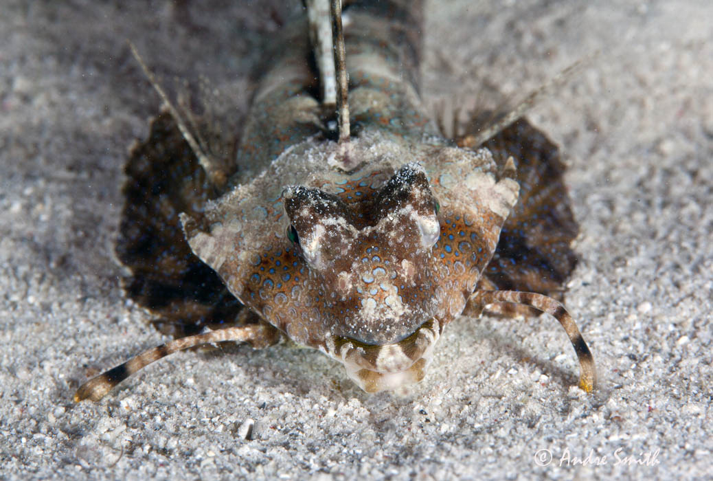 Magic Island Dive Resort Dive Magic Twitter