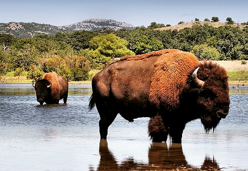 JG_Bison's tweet photo. Happy Bison Month!
Also, it is Wednesday, and the bison rut is just about to start so.... Happy Bison Hump Day!
#BisonMonth #BisonHumpDay #JGBison #DoItForBison #BeLikeBison #HumpDay https://t.co/lQ24mxsJHc