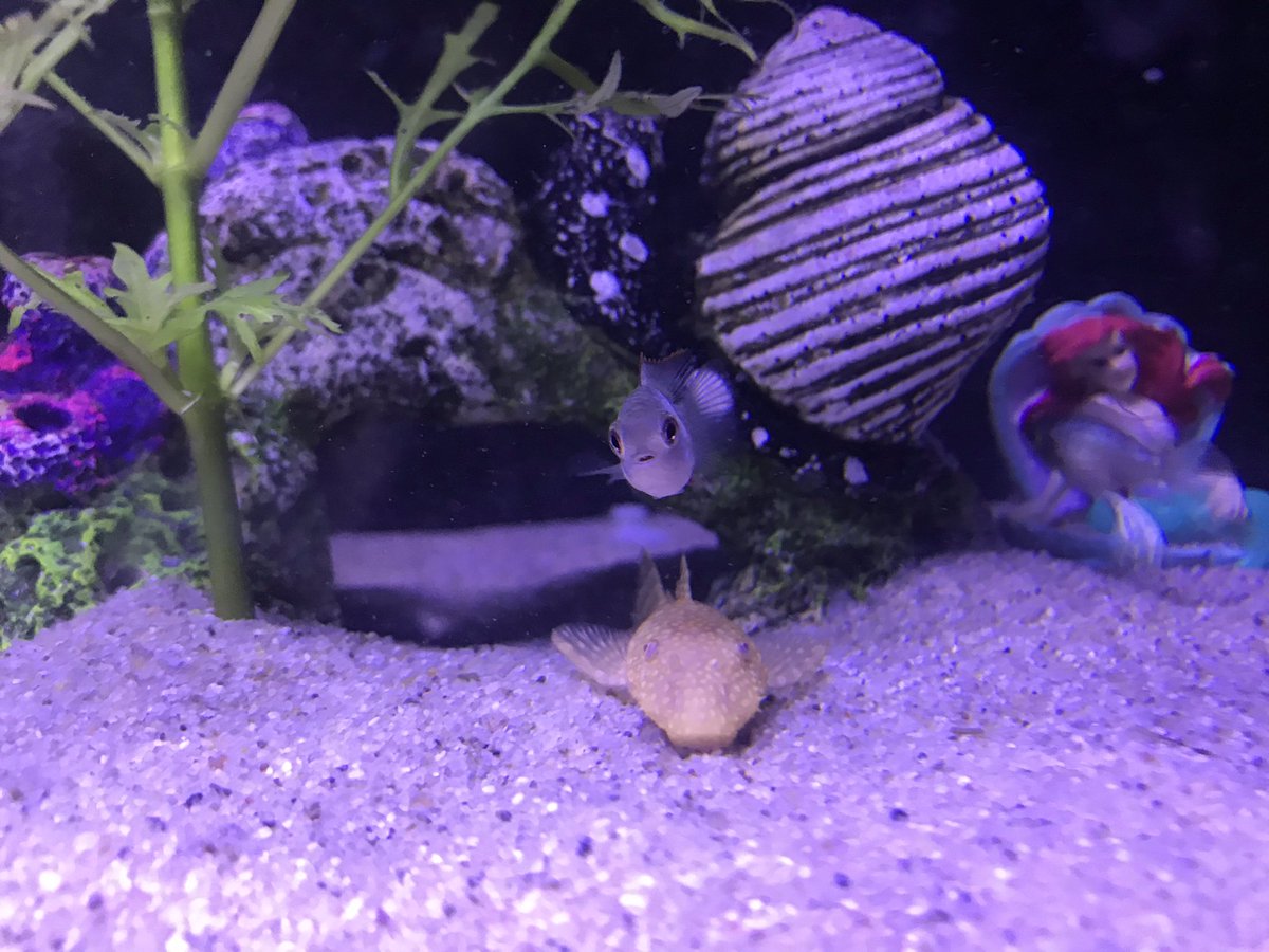 King23Penguin's tweet photo. So cute!!!! This little #baby #blueacara is making friends! Its got the cutest look on it's little face! ๐๐๐
Looks like Mr Pleco is getting bristles too!!
#PenguinKing #electricblue #acara #babyfish #plantedtank #aquariumsofinstagram #pleco #albinopleco #fishporn #fishkeeper https://t.co/Q5cgNARv7o