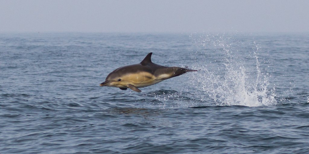 Mammal_Society's tweet photo. You may recognise this #midweekmammal because it won the #MPOY2020 Elusive Mammal category ๐ Breaching common dolphin, Dan Lettice @naturespy
#DYK the common dolphin is among the smallest of the true dolphins at ~1.7-2m
@ORCA_web @SeaWatchersUK @mcsuk @whalesorg https://t.co/J4dgNxri5O