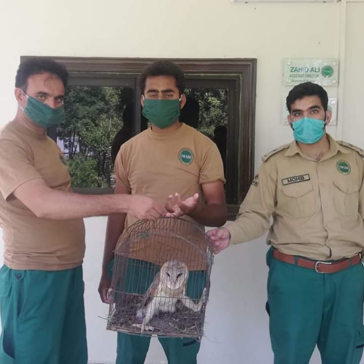 PakMountainNews's tweet photo. Saviour of the nature

"In a recent activity against illegal wildlife trade, an owl was confiscated from a poacher who used to sell wild birds online. 
Legal action has also been initiated against the culprit."

Courtesy: Islamabad Wildlife Management Board - IWMB

#savewildlife https://t.co/NVv3rWJQyi