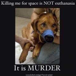 SupportPets's tweet photo. @StopIllatosut Although this article is quite old that old reality is the reality right now? What as a “developed country” are we doing about that and how many millions more will need to be MURDERED before we DEMAND from our #legislators to wake up as our #Animals #Peys ALSO have rights? https://t.co/AJBJmuiGOm