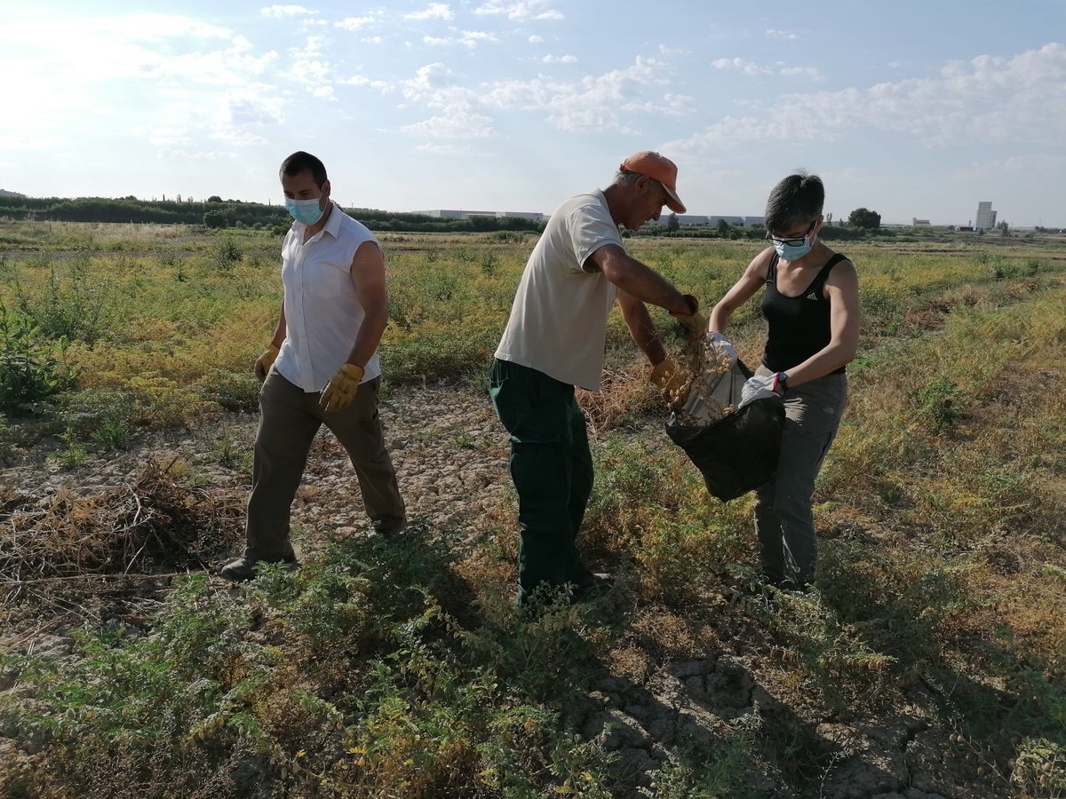 red_arax's tweet photo. 🌿Tras cosechar el #garbanzosecano, toca coger muestras en la parcela de regadío de @coopdezuera. Se eligen 5 plantas por variedad y se analizan en el @CITAAragon. Las comerciales (#Kasin y #Sultano) llevan más retraso al tener floraciones escalonadas. Signo de buena adaptación‼️ https://t.co/Iyf65t2fmf