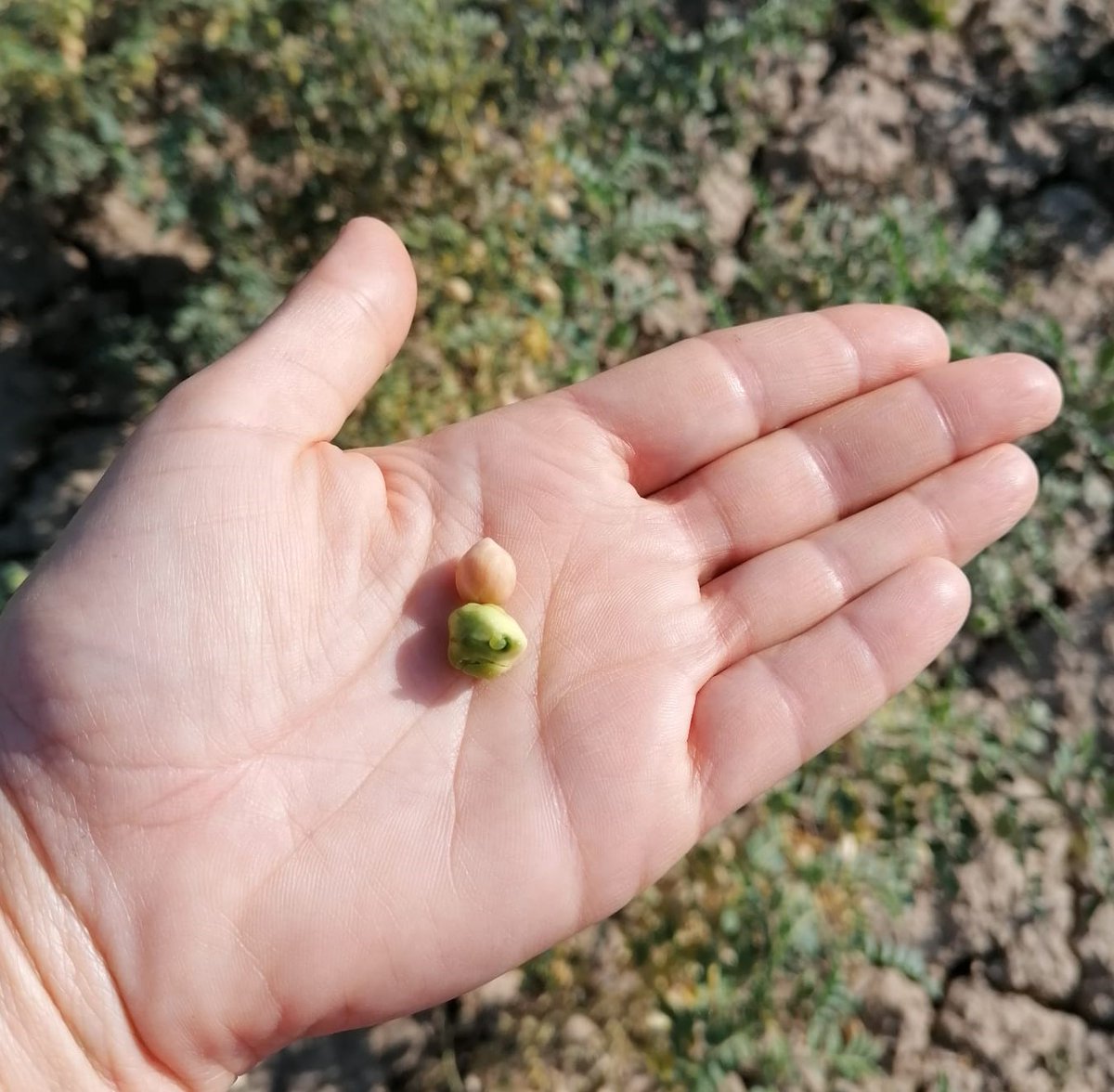 🌿Tras cosechar el #garbanzosecano, toca coger muestras en la parcela de regadío de <a href="/coopdezuera/">Cooperativa de Zuera</a>. Se eligen 5 plantas por variedad y se analizan en el <a href="/CITAAragon/">CITA Aragón</a>. Las comerciales (#Kasin y #Sultano) llevan más retraso al tener floraciones escalonadas. Signo de buena adaptación‼️