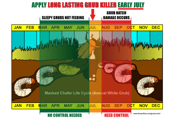 Grass_Pad_Inc's tweet photo. Long lasting grub control applications go down now. Read about grub controls. #lawncare #grasspad #highongrass https://t.co/1yrfue1WEc https://t.co/604e6WdUQR