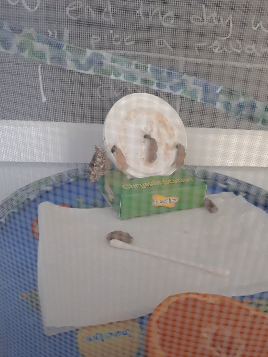 Alanarama1's tweet photo. He really enjoyed the art lesson. 

We also have exiting news, our first butterfly has  hatched 🦋🦋

@TownvilleIS  @tis_halstead  @TIS_Carr https://t.co/P5YG1ViMfP