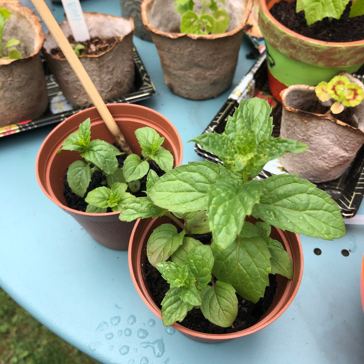 As part of <a href="/ManMetUni/">Manchester Metropolitan Uni</a>'s #PlasticFreeGM commitment staff and students are encouraged to take part in #PlasticFreeJuly. Go plastic free for a day, week or all of July! 

Throughout July, we will share useful tips from our students on reducing single-use plastic

Tip 1-Grow your own