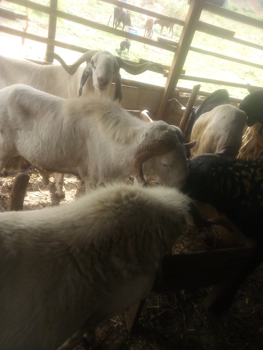 tijanihabeeb's tweet photo. For those asking for bigger Rams
Price ranges from 150k - 250k
#SallahRams https://t.co/wyLp3oSljR