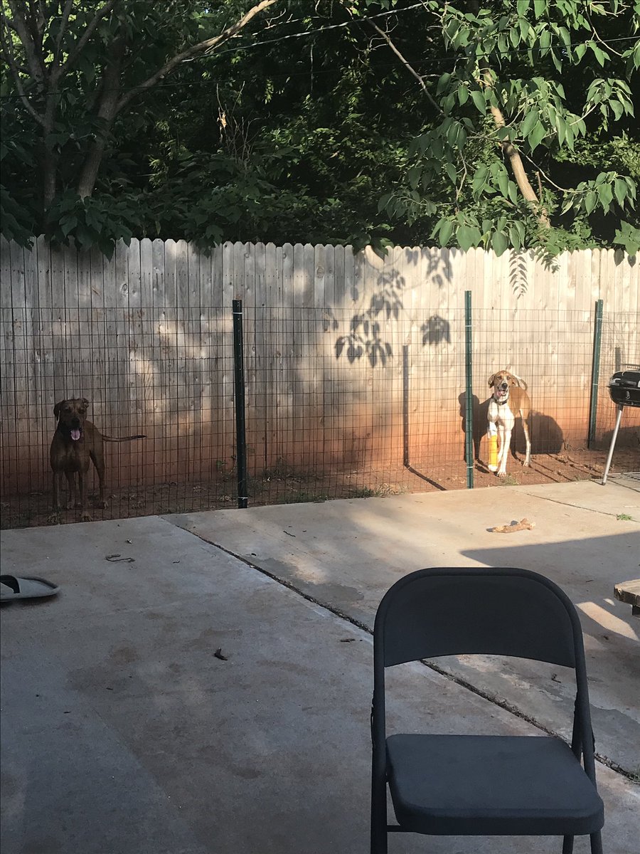 MsMolly_Maggie's tweet photo. We pulled the opposite of a jail break. We let ourselves in but couldnโt remember how to get out. Thankfully Dad found it funny and came and let us out. #goofydogs #doubletrouble #sisters #jailbreak ๐ถ ๐๐คท๐ผโโ๏ธ https://t.co/DsSmSpYMzc