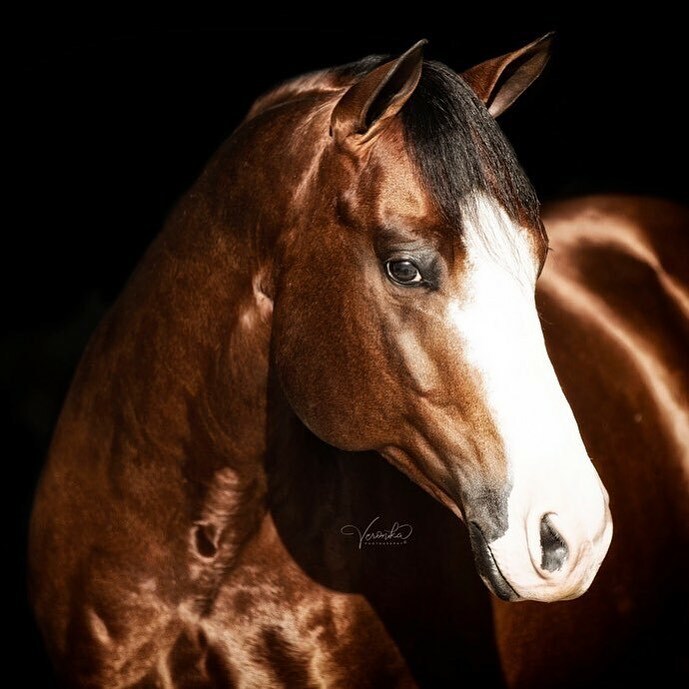 cowboymagic's tweet photo. 🌟Wow Power🌟
Photo by @veronikaequinephotography
⠀⠀
"what a sweet face he has ❔ Whos The Whiz Kid ❔
In training with Andrew Fox
Owned by Les Woodgeard”
.
.
.
.
.
#veronikaequinephotography #veronikaphotography #equine #equinephotography #equineph… https://t.co/RL30OGdEyW https://t.co/2OPWPs7LmM