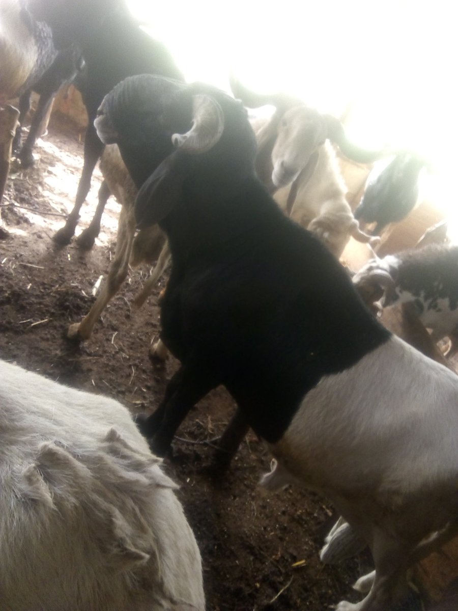 tijanihabeeb's tweet photo. For those asking for bigger Rams
Price ranges from 150k - 250k
#SallahRams https://t.co/wyLp3oSljR